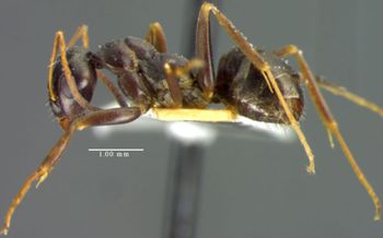 Media type: image; Entomology 34599   Aspect: habitus lateral view